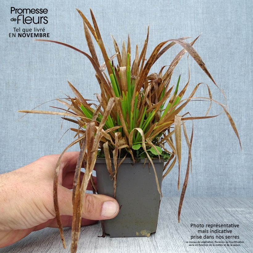 Poa chaixii 8/9 cm pot sample as delivered in autumn