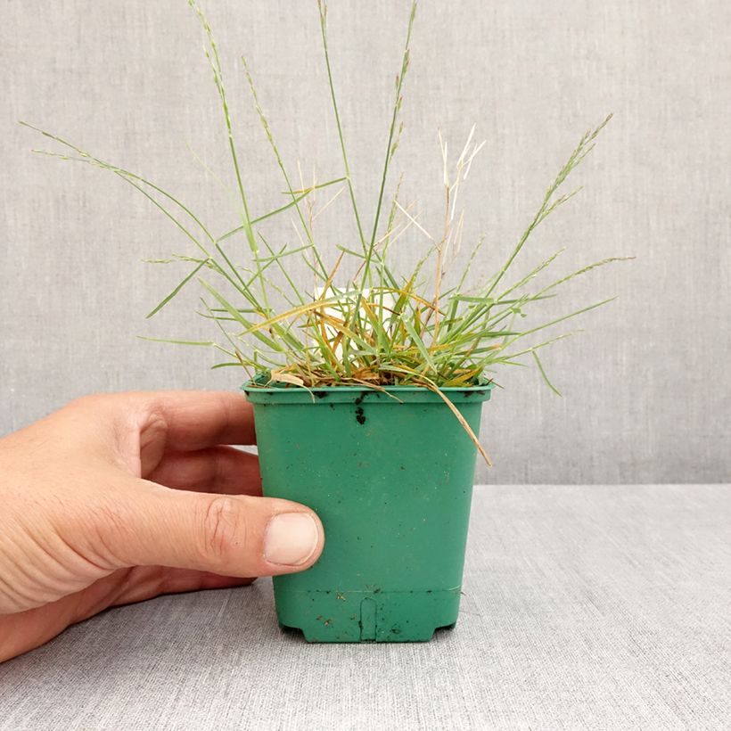 Poa glauca Blue Hills 8/9 cm pot sample as delivered in spring