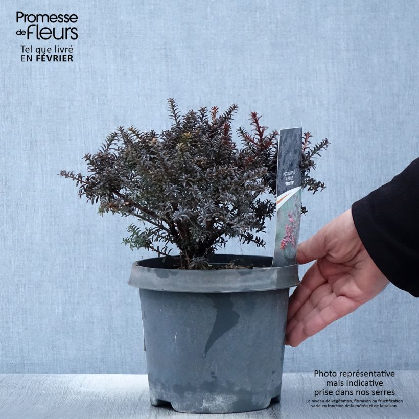 Podocarpus lawrencei Red Tip 2L/3L pot sample as delivered in winter