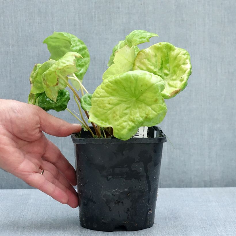 Podophyllum Spotty Dotty 1L/1.5L pot sample as delivered in summer