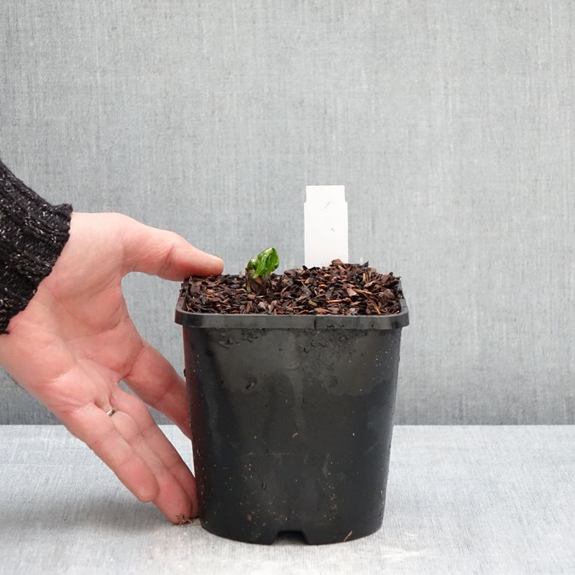 Podophyllum Spotty Dotty 1L/1.5L pot sample as delivered in winter