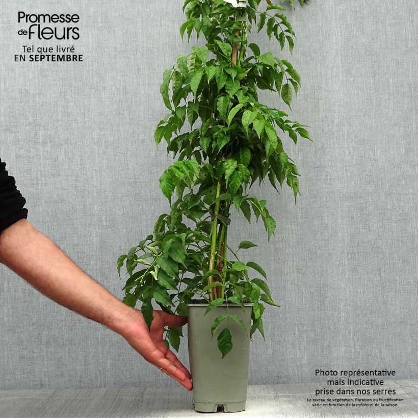 Podranea ricasoliana 2L/3L pot sample as delivered in autumn