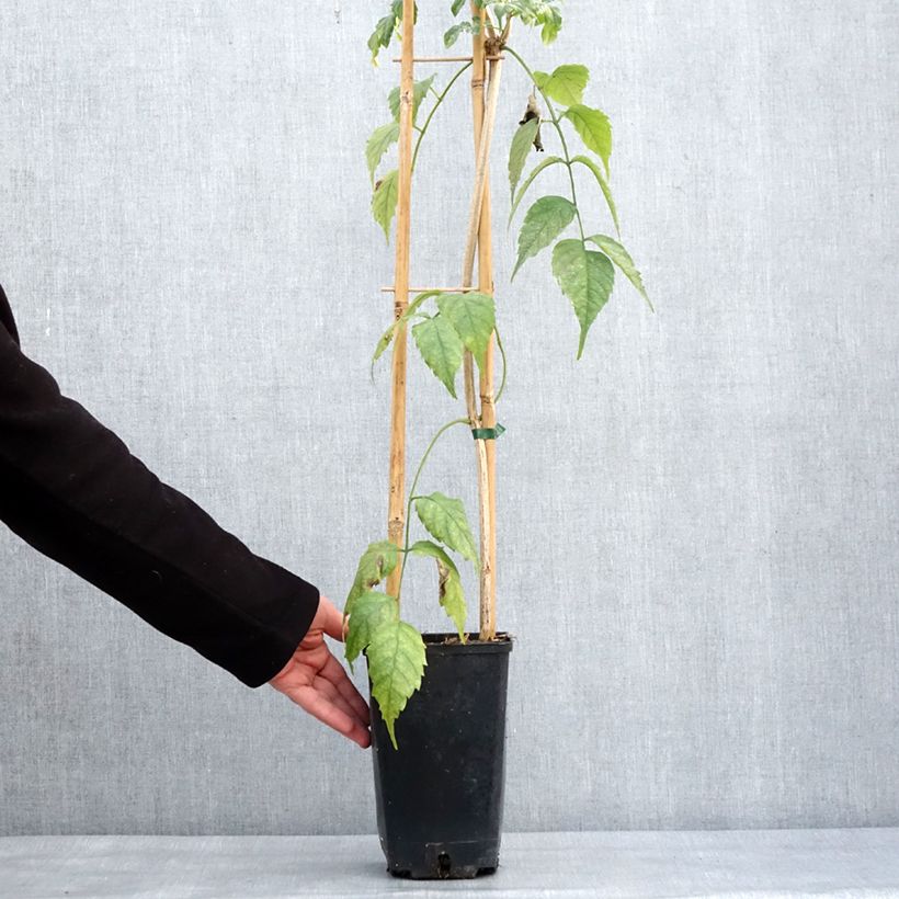 Podranea ricasoliana Comtesse Sarah 2L/3L pot sample as delivered in winter