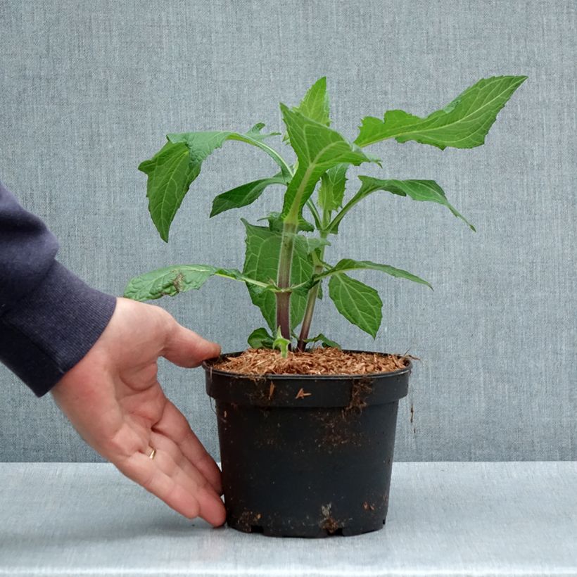 Smallanthus sonchifolius - Earth Pear or Yacón 1.5L/2L pot sample as delivered in spring