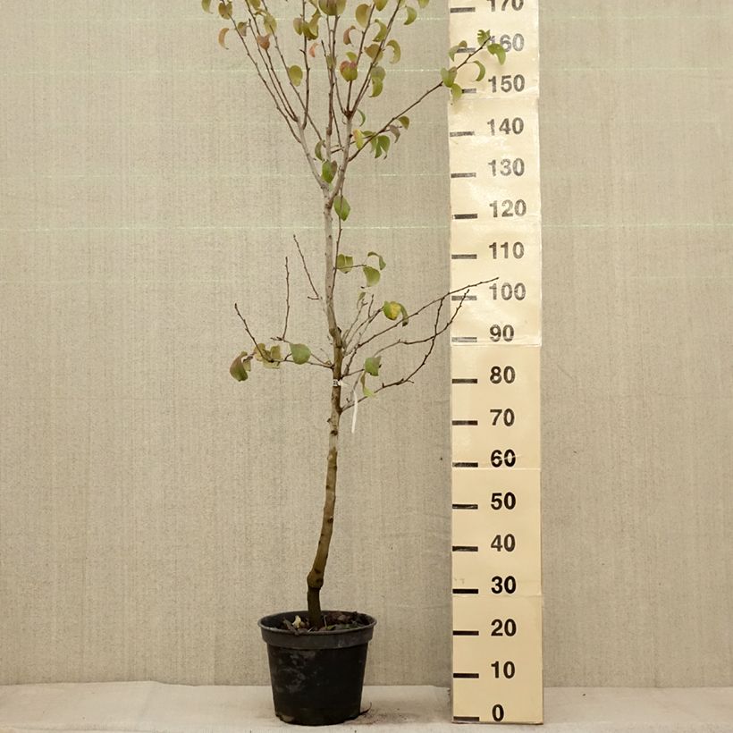 Pyrus communis Beurré Giffard - Pear Tree 7.5L/10L pot, Goblet sample as delivered in autumn