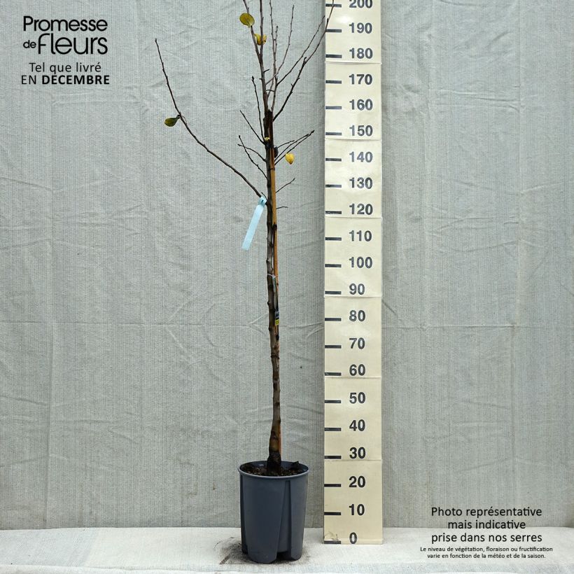 Pyrus communis Beurre Hardy - Pear Tree 7.5L/10L pot, Half standard sample as delivered in winter