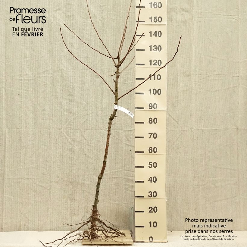 Pyrus communis Charneux - Pear Tree Bare root, Goblet sample as delivered in winter