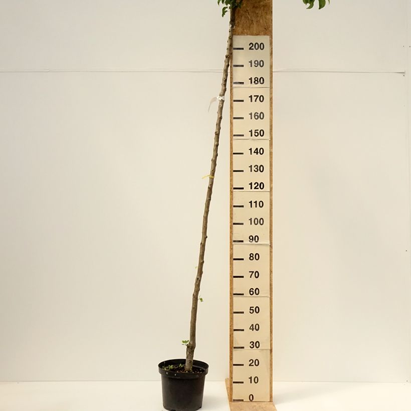 Pyrus communis Charneux - Pear Tree 7.5L/10L pot, Standard sample as delivered in spring