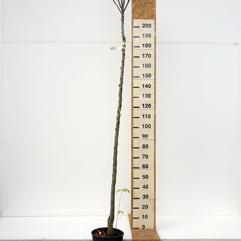 Pyrus communis Charneux - Pear Tree 7.5L/10L pot, Standard sample as delivered in autumn