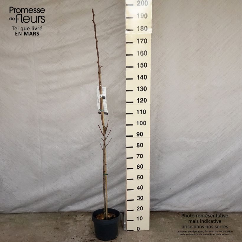 Pyrus communis Londres - Pear Tree 7.5L/10L pot, Columnar sample as delivered in spring