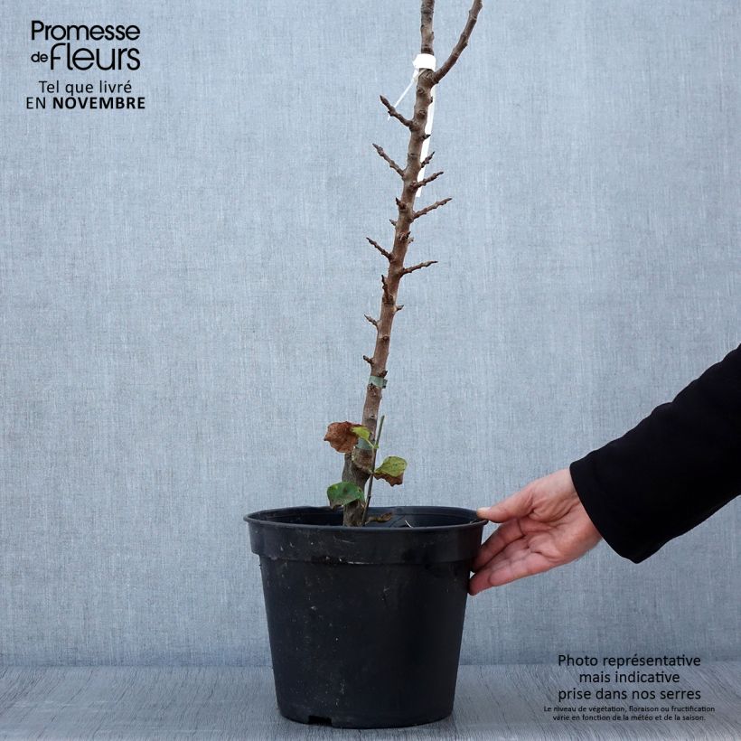 Pyrus communis Obelus - Pear Tree 7.5L/10L pot, Columnar sample as delivered in autumn