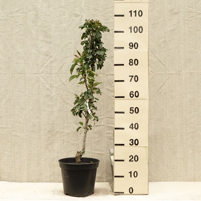 Pyrus communis Obelus - Pear Tree 7.5L/10L pot, Columnar sample as delivered in summer