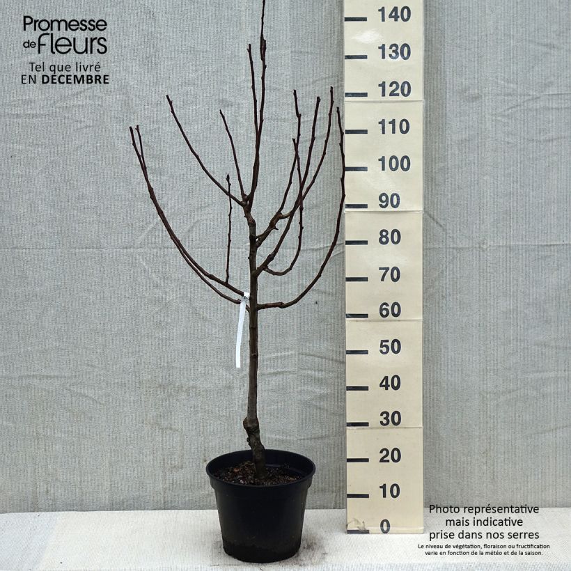 Pyrus communis Comtesse de Paris - Pear Tree 7.5L/10L pot, Scion sample as delivered in winter
