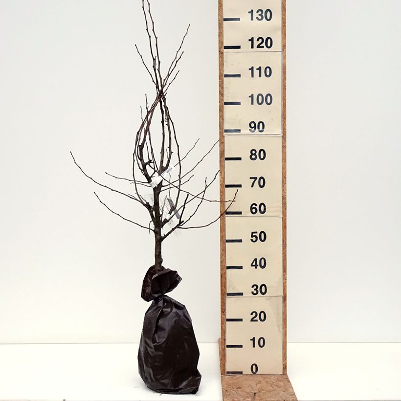 Pyrus communis Comtesse de Paris - Pear Tree Ready-to-plant root ball, Goblet sample as delivered in autumn