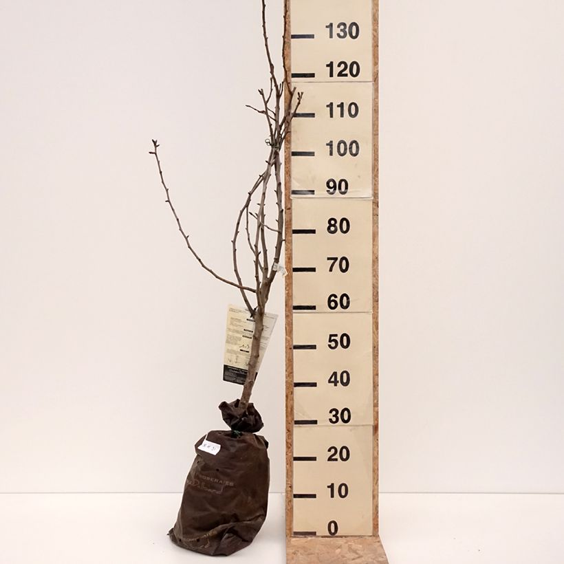 Pyrus communis Comtesse de Paris - Pear Tree Ready-to-plant root ball, Goblet sample as delivered in winter