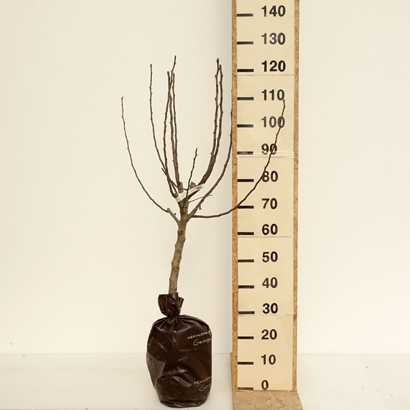 Pyrus communis Comtesse de Paris - Pear Tree Ready-to-plant root ball, Goblet sample as delivered in spring