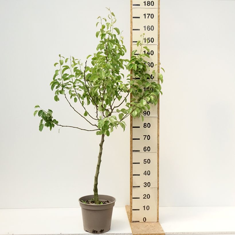 Pyrus communis Comtesse de Paris - Pear Tree 7.5L/10L pot, Goblet sample as delivered in spring