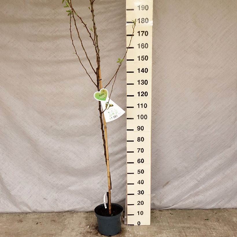 Pyrus communis Conférence - Pear Tree 7.5L/10L pot, Goblet sample as delivered in spring