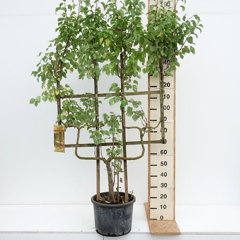 Pyrus communis Conférence - Pear Tree 20L/25L pot, Double u-shaped espalier sample as delivered in summer