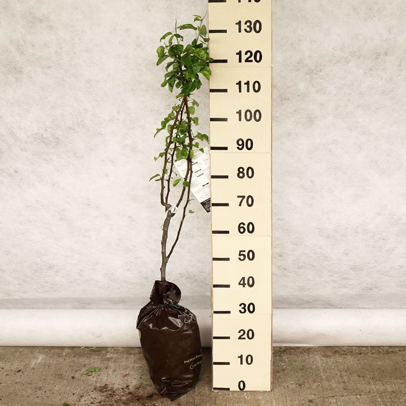 Pyrus communis Delbardèlice - Pear Tree Ready-to-plant root ball, Goblet sample as delivered in spring