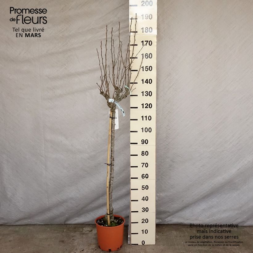 Pyrus communis Doyenné du Comice - Pear Tree 7.5L/10L pot, Half standard sample as delivered in spring