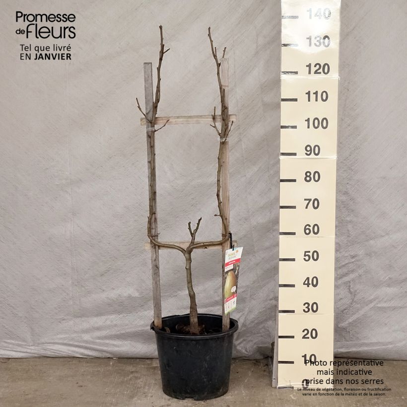 Pyrus communis Doyenné du Comice - Pear Tree 7.5L/10L pot, Goblet sample as delivered in winter