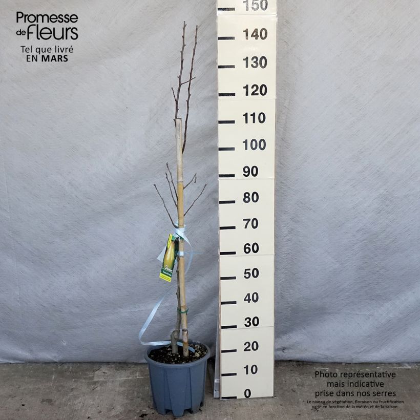 Pyrus communis Doyenné du Comice - Pear Tree 7.5L/10L pot, Goblet sample as delivered in spring