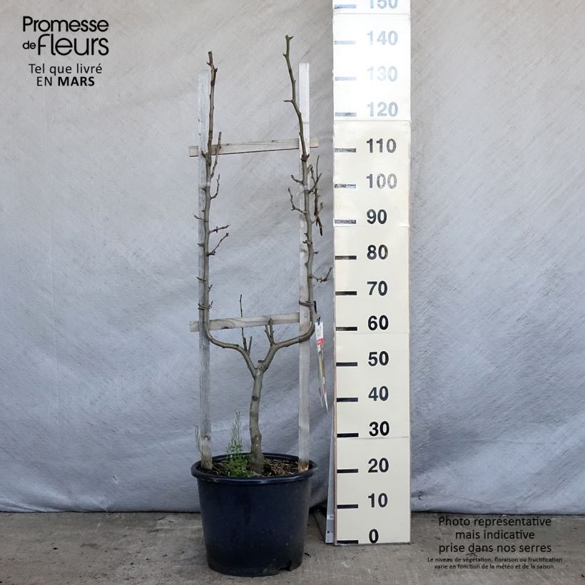 Pyrus communis Doyenné du Comice Pear Tree U Shape sample as delivered in spring