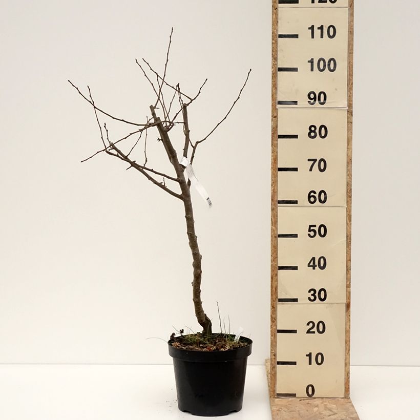 Pyrus communis Dubbele Philip - Pear Tree 7.5L/10L pot, Half standard sample as delivered in winter