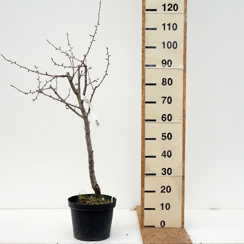 Pyrus communis Dubbele Philip - Pear Tree 7.5L/10L pot, Half standard sample as delivered in autumn