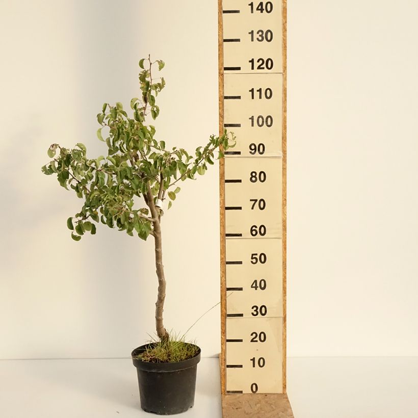 Pyrus communis Dubbele Philip - Pear Tree 7.5L/10L pot, Half standard sample as delivered in summer
