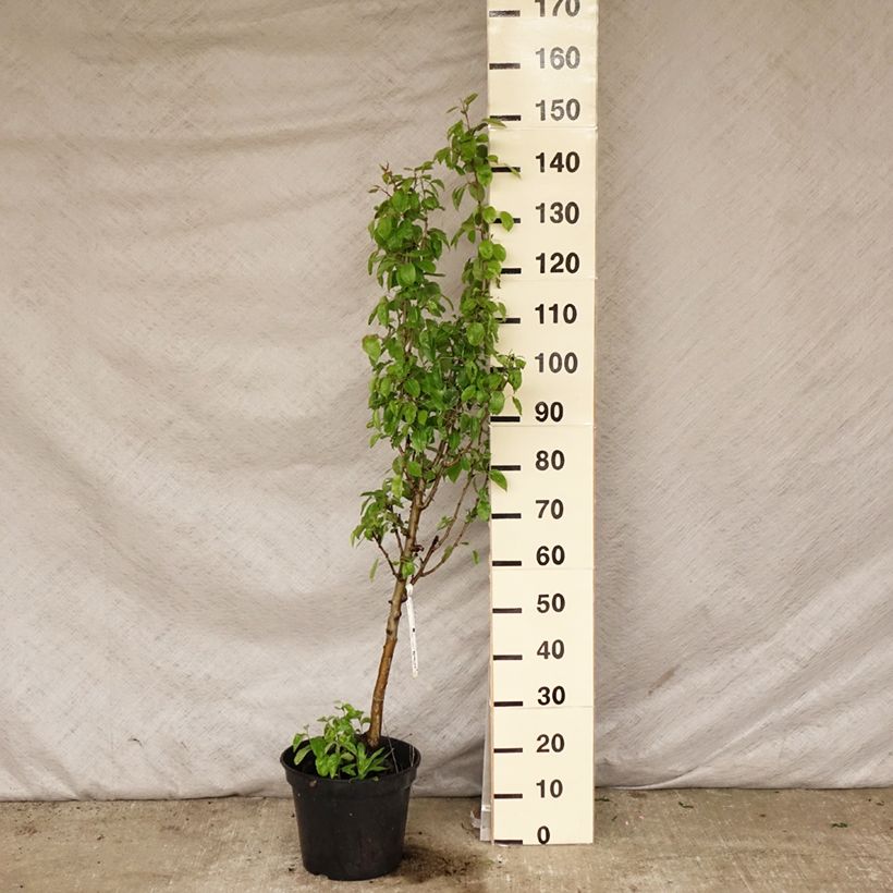 Pyrus communis Duchesse d'Angouleme - Pear Tree 7.5L/10L pot, Goblet sample as delivered in spring