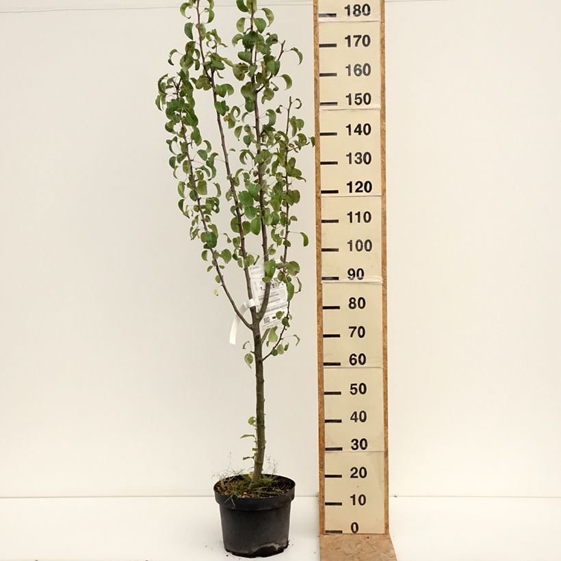 Pyrus communis Duchesse d'Angouleme - Pear Tree 7.5L/10L pot, Goblet sample as delivered in summer