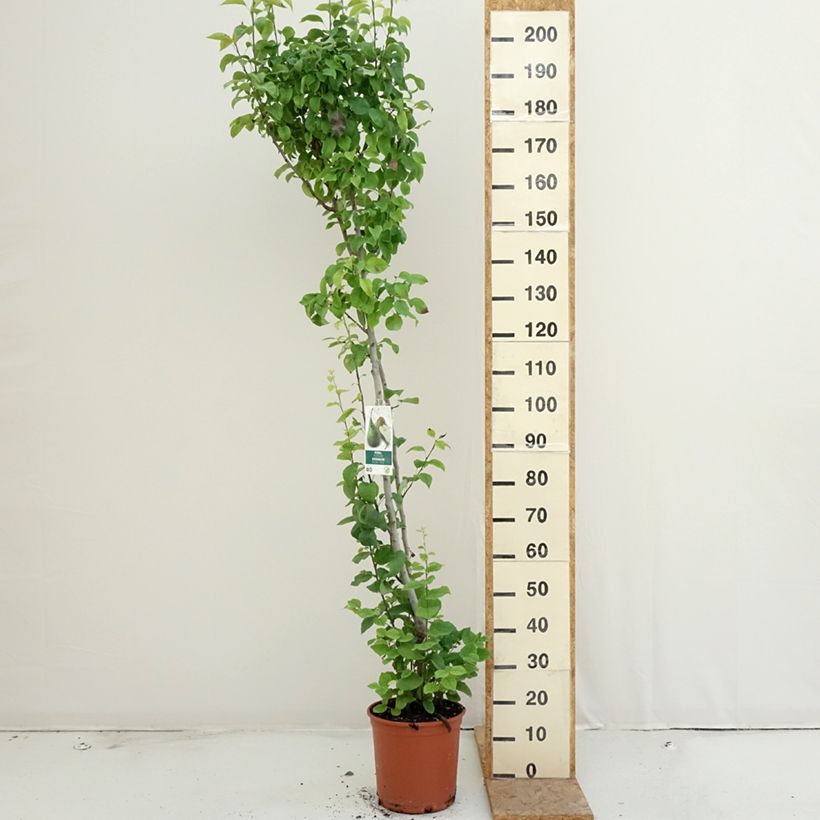 Pear tree Duo - Pyrus communis Conference and Williams 7.5L/10L pot sample as delivered in summer
