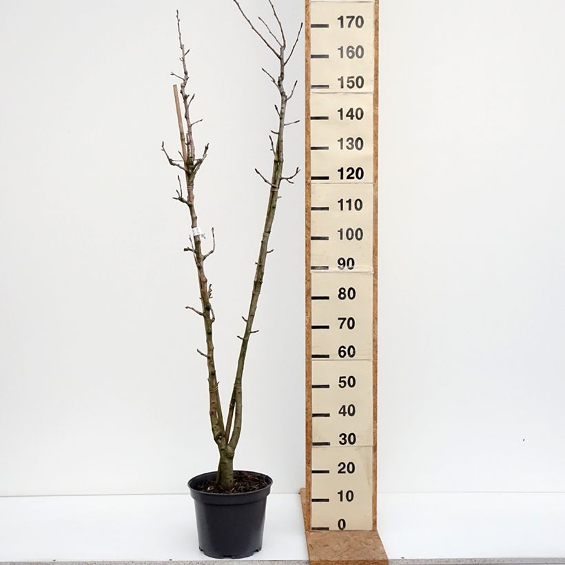 Duo of Pyrus communis William's and Louise Bonne of Jersey - pears 7.5L/10L pot sample as delivered in autumn