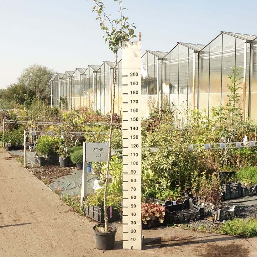 Pyrus communis Durondeau - Pear Tree 7.5L/10L pot, Standard sample as delivered in summer