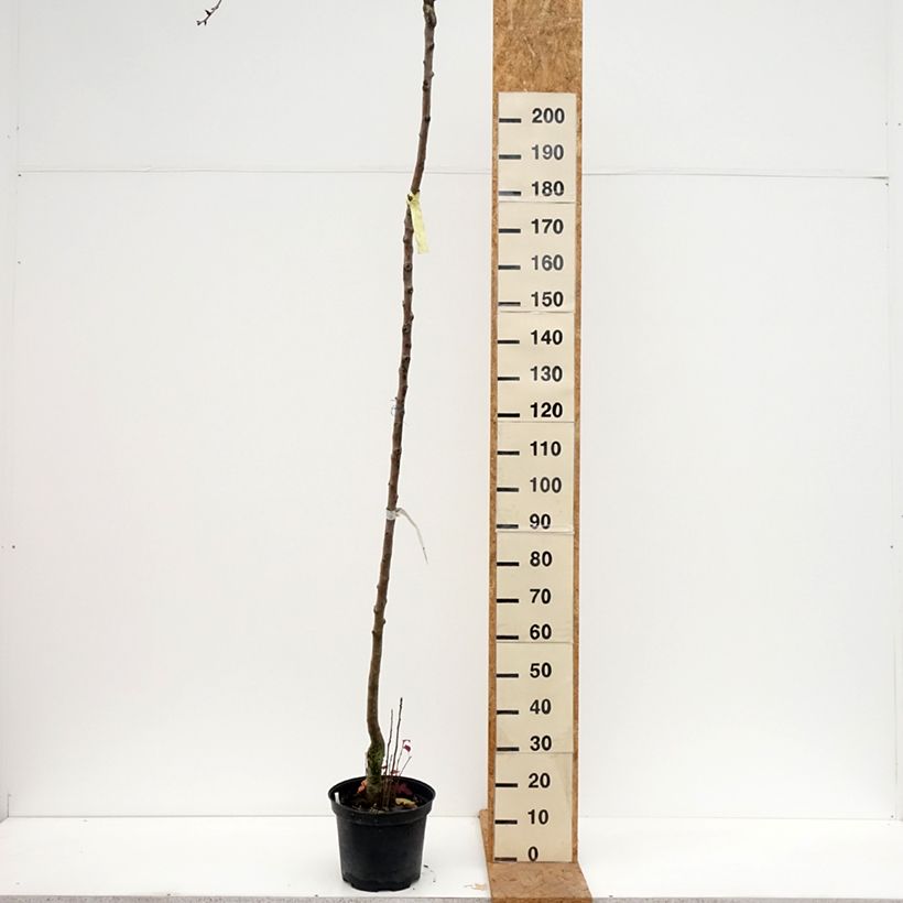 Pyrus communis Durondeau - Pear Tree 7.5L/10L pot, Standard sample as delivered in autumn