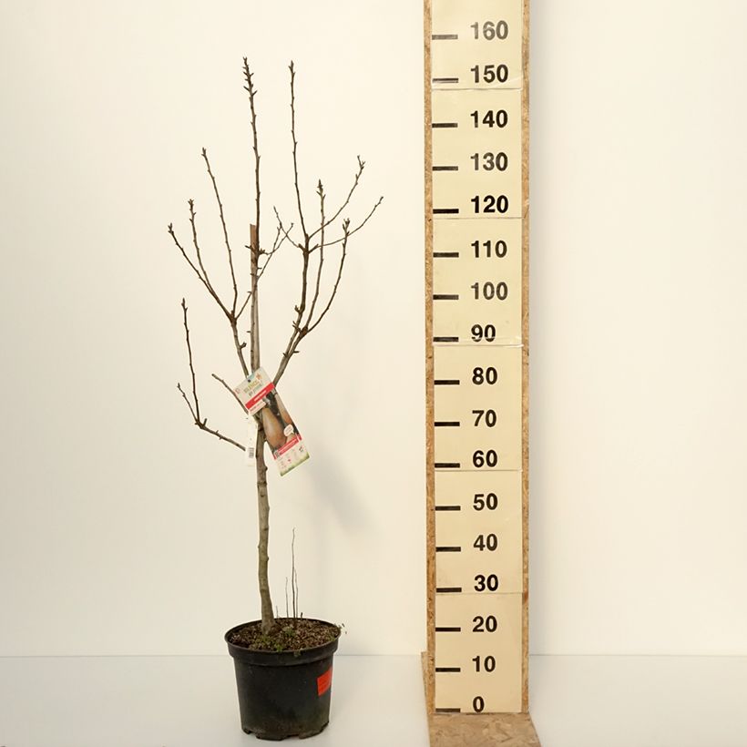 Pyrus communis Epine du Mas - Pear Tree 7.5L/10L pot, Goblet sample as delivered in winter