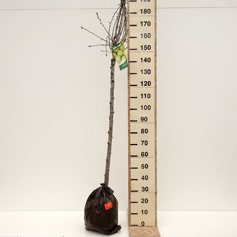 Pyrus communis Fertilia Delbard - Pear Tree Ready-to-plant root ball, Half standard sample as delivered in winter