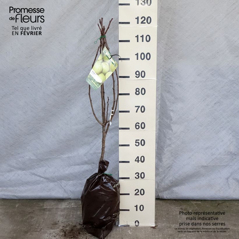 Pyrus communis Fertilia Delbard - Pear Tree Ready-to-plant root ball, Goblet sample as delivered in winter