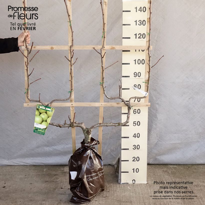 Pyrus communis Fertilia Delbard - Pear Tree Ready-to-plant root ball, Double u-shaped espalier sample as delivered in winter