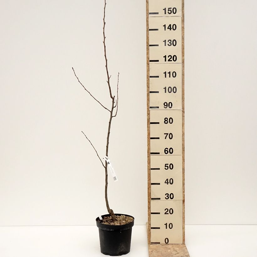 Pyrus communis General Leclerc - Pear Tree 7.5L/10L pot, Scion sample as delivered in winter