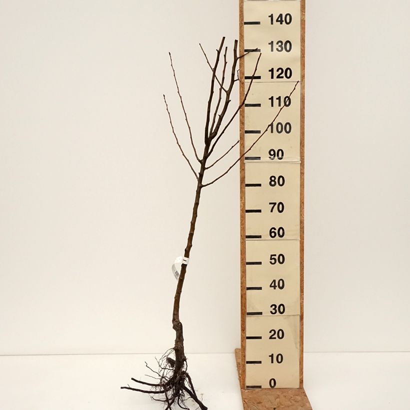 Pyrus communis General Leclerc - Pear Tree Bare root, Goblet sample as delivered in winter