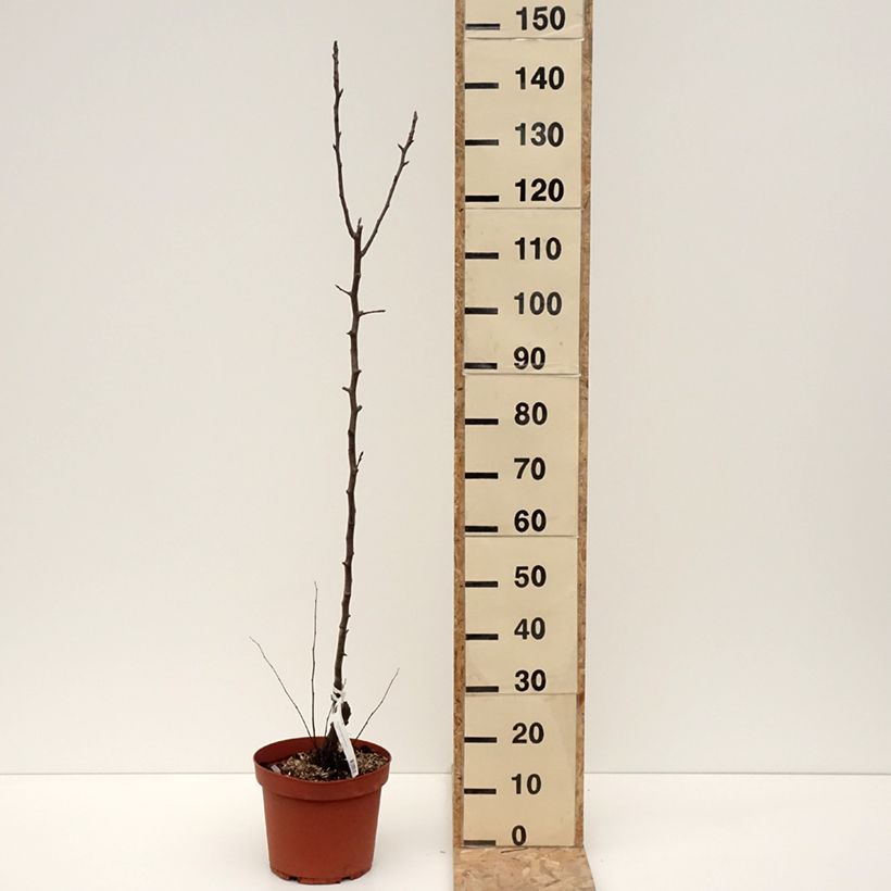 Pyrus communis Jules Guyot - Pear Tree 7.5L/10L pot, Scion sample as delivered in winter