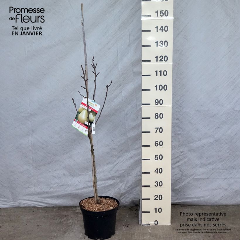 Pyrus communis Jules Guyot - Pear Tree 7.5L/10L pot, Goblet sample as delivered in winter