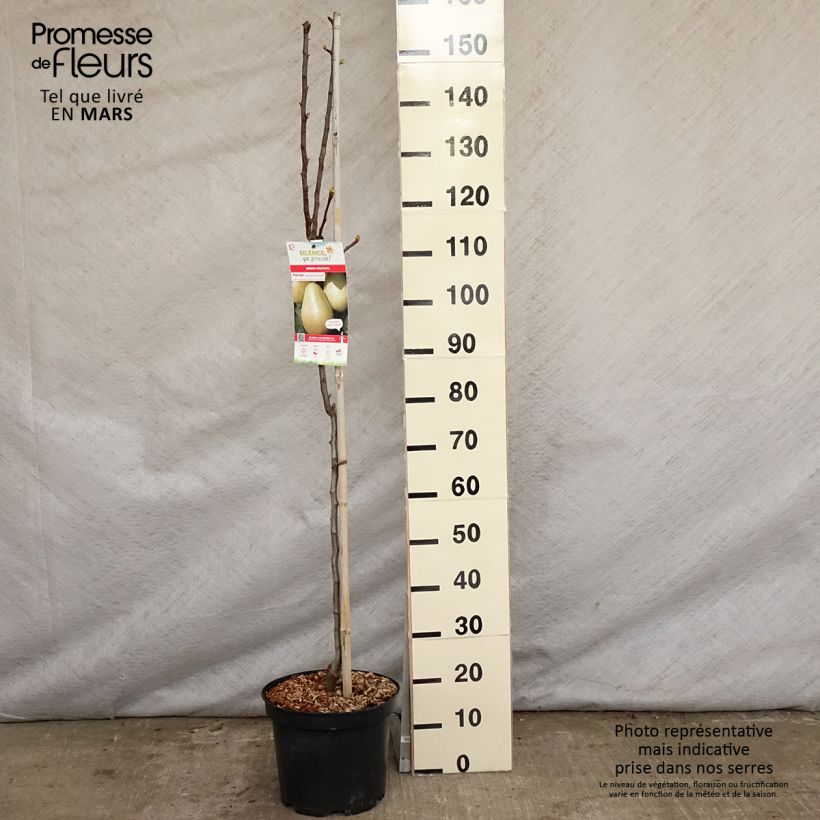 Pyrus communis Jules Guyot - Pear Tree 7.5L/10L pot, Goblet sample as delivered in spring