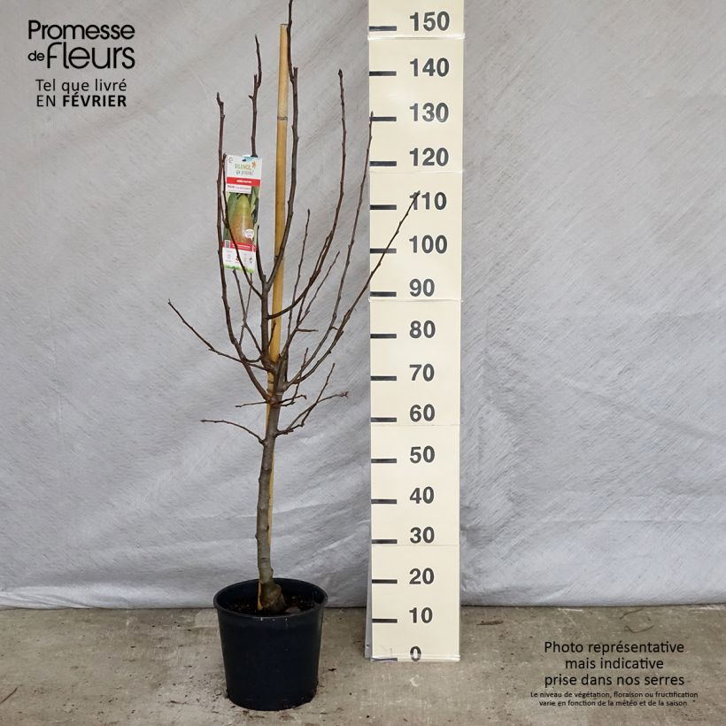 Pyrus communis Louise Bonne d'Avranches - Pear Tree 7.5L/10L pot, Goblet sample as delivered in winter