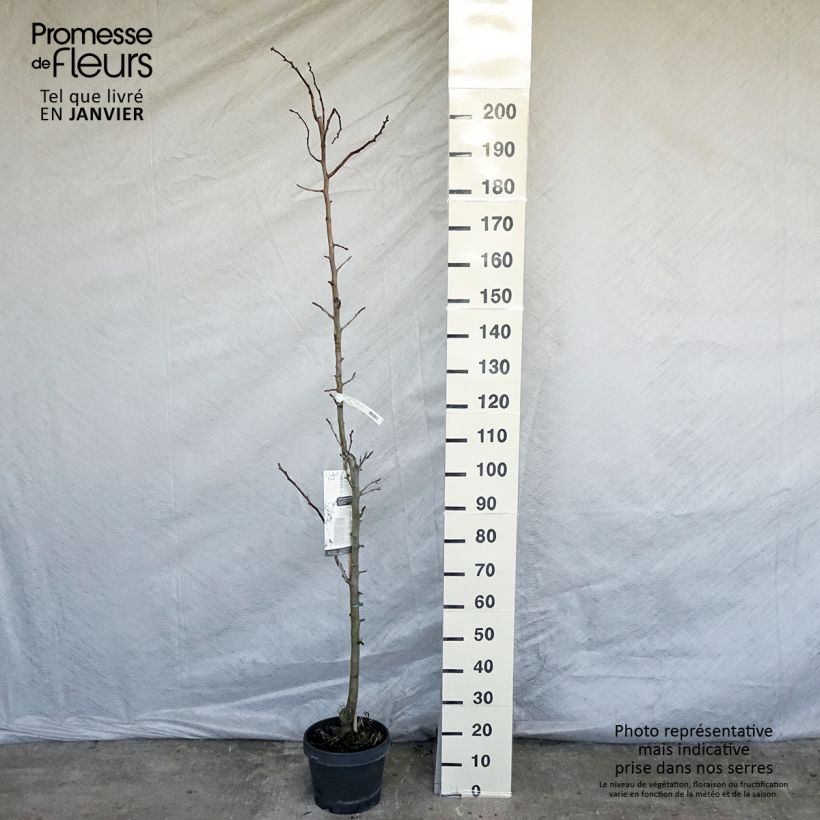 Pyrus communis Moscou - Pear Tree 7.5L/10L pot, Columnar sample as delivered in winter