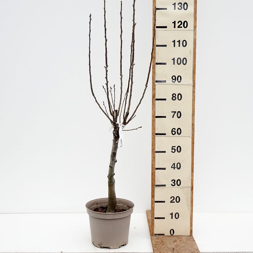 Pyrus communis Belle Helene - Pear Tree 7.5L/10L pot, Quarter standard sample as delivered in winter