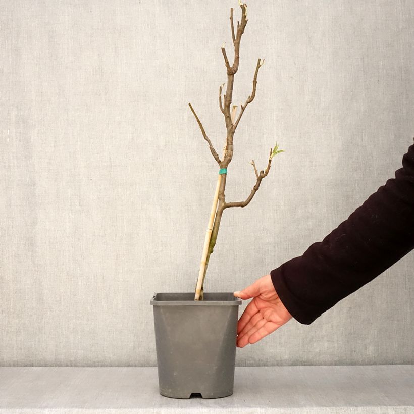 Pyrus communis Doyenné du Comice - U Shape Pear Tree 4L/5L pot, Dwarf sample as delivered in spring